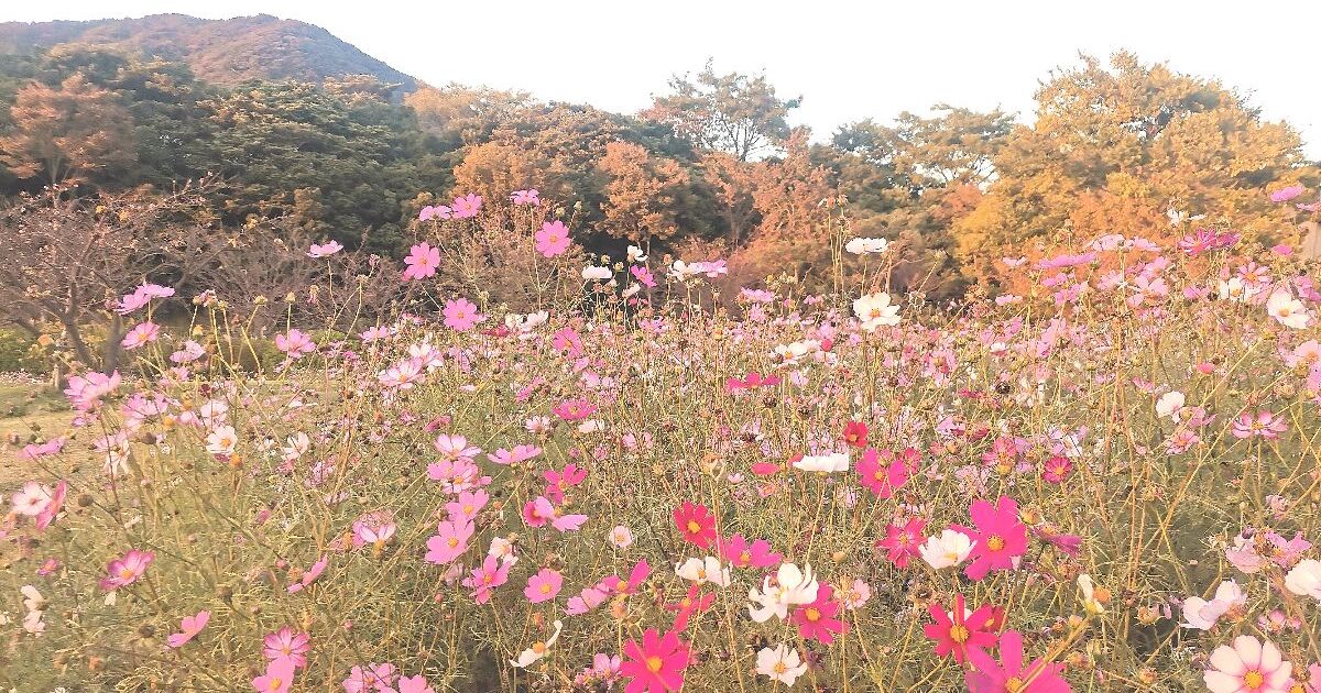 佐賀市金立町、秋には約33万本ものコスモスが咲く、金立公園のコスモス園