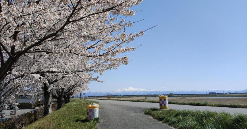 酒田市、最上川沿いの桜並木の景色