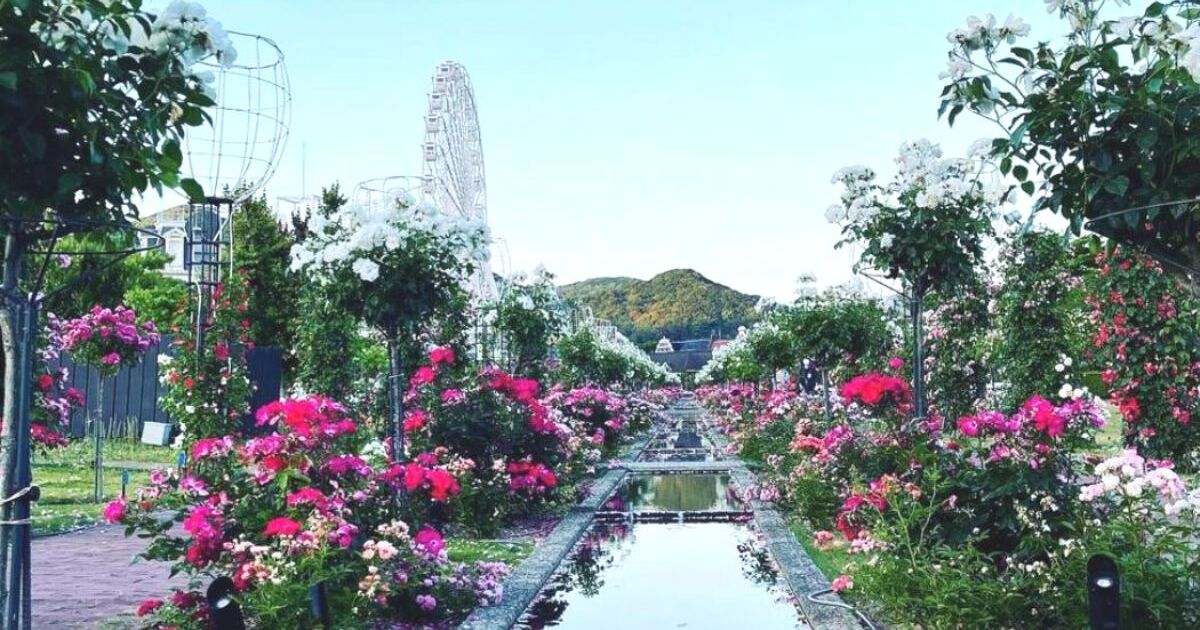 佐世保市のハウステンボス、園内のバラと観覧車の景色