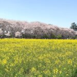幸手市内国府間、関東の桜の名所としても有名な権現堂堤の風景
