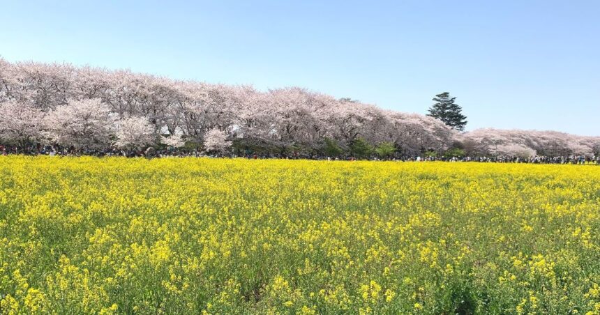 幸手市内国府間、関東の桜の名所としても有名な権現堂堤の風景