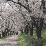 幸手市内国府間、埼玉県内でも人気の花見スポットとなっている幸手権現堂桜堤の風景