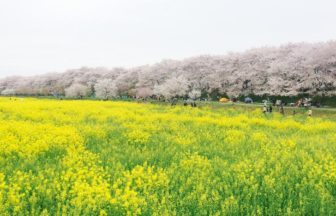 幸手市を代表する桜の名所、権現堂堤