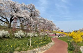 柴田町、さくら名所百選にも選ばれている白石川堤の一目千本桜