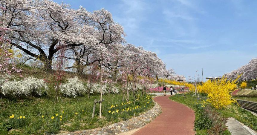 柴田町、さくら名所百選にも選ばれている白石川堤の一目千本桜