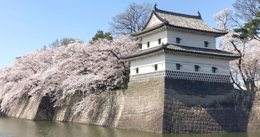 新発田市大手町、満開の桜とのコラボレーションが美しい、新発田城の旧二の丸隅櫓