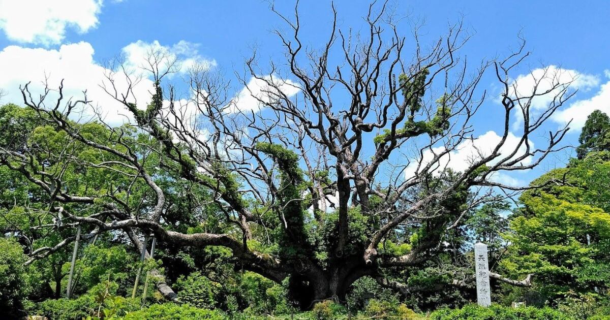 下関市豊浦町、新日本名木百選にも選ばれ、国の天然記念物にもなっている川棚のクスの森
