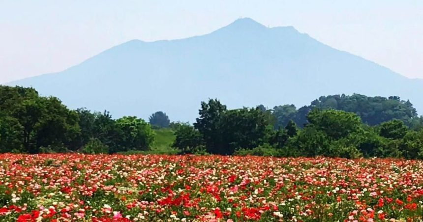 下妻市堀篭、つくば山を背景に約300万本ものポピーが咲く小貝川ふれあい公園