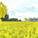 新庄市十日町、新庄市エコロジーガーデン 原蚕の杜、5月に咲く菜の花畑の風景