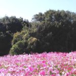 吹田市、秋にはコスモスが美しく咲く、万博記念公園の風景