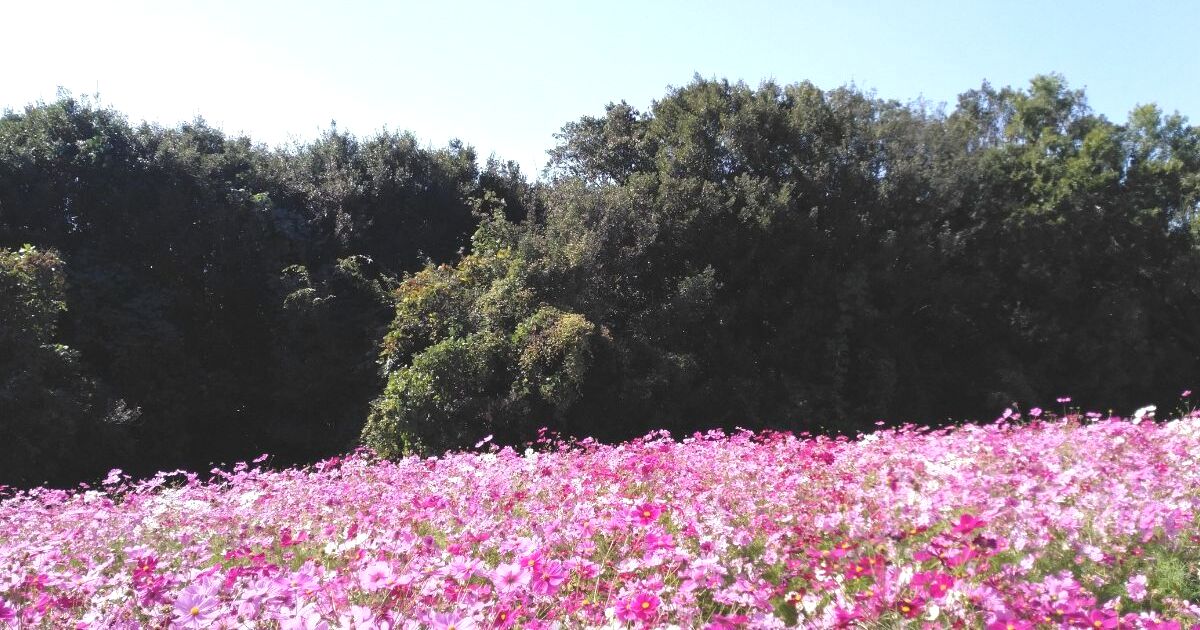 吹田市、秋にはコスモスが美しく咲く、万博記念公園の風景