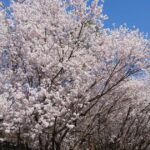 須坂市に咲く、春の桜風景