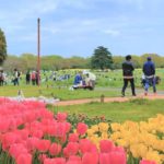立川市緑町、毎年チューリップ祭りも開催される国営昭和記念公園