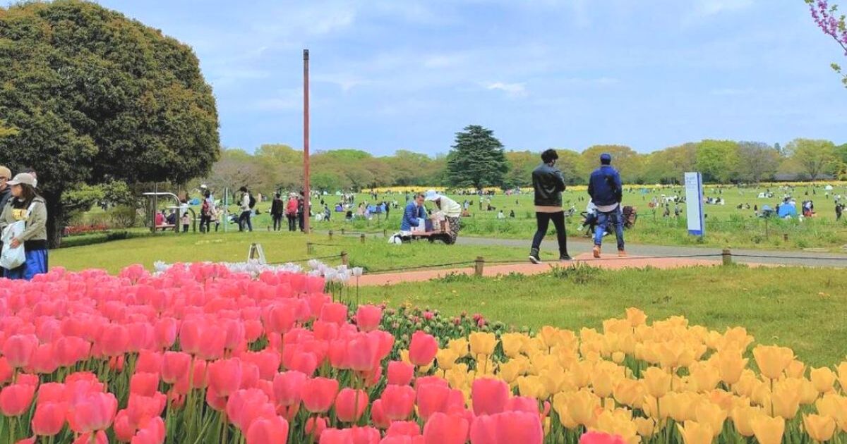 立川市緑町、毎年チューリップ祭りも開催される国営昭和記念公園