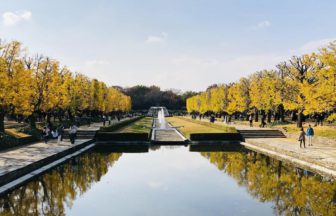 立川市、国営昭和記念公園の紅葉景色