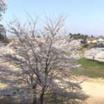 田上町原ケ崎新田、田上町民体育館から見える春の桜風景