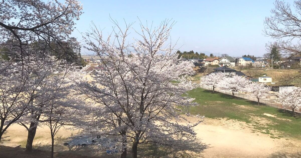 田上町原ケ崎新田、田上町民体育館から見える春の桜風景