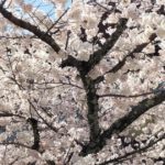 宝塚市の桜の名所、中山寺の桜風景