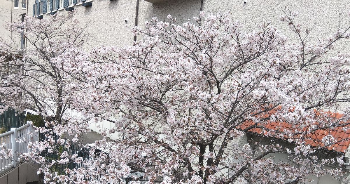 宝塚市、武庫川沿いに咲く春の桜風景