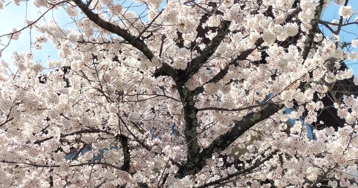 宝塚市の桜の名所、中山寺の桜風景