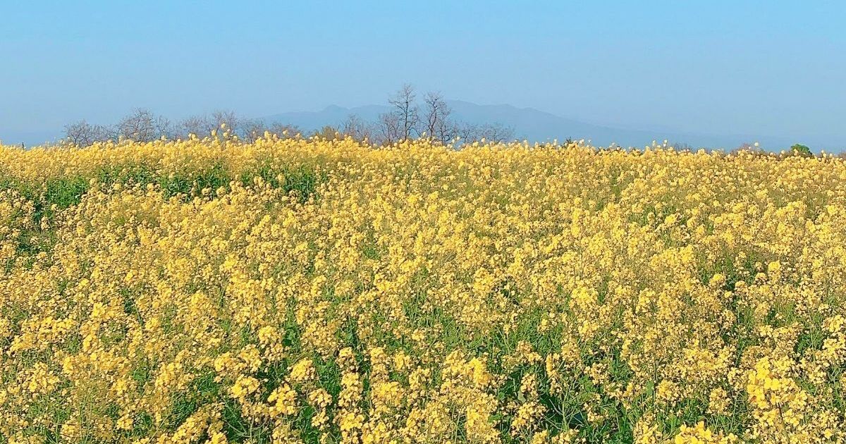 高崎市鼻高町、上毛三山が見渡せる鼻高展望花の丘、一面に咲く菜の花畑の風景