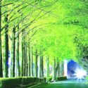 高島市マキノ町、街路灯で美しく光るメタセコイア並木