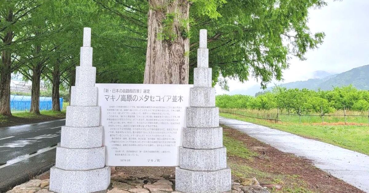高島市マキノ町、メタセコイア並木に建つ石碑