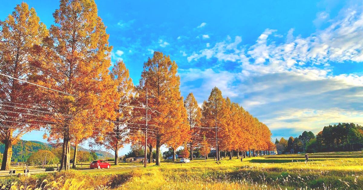 高島市マキノ町、秋の紅葉と青空のコントラストが美しい、メタセコイア並木道