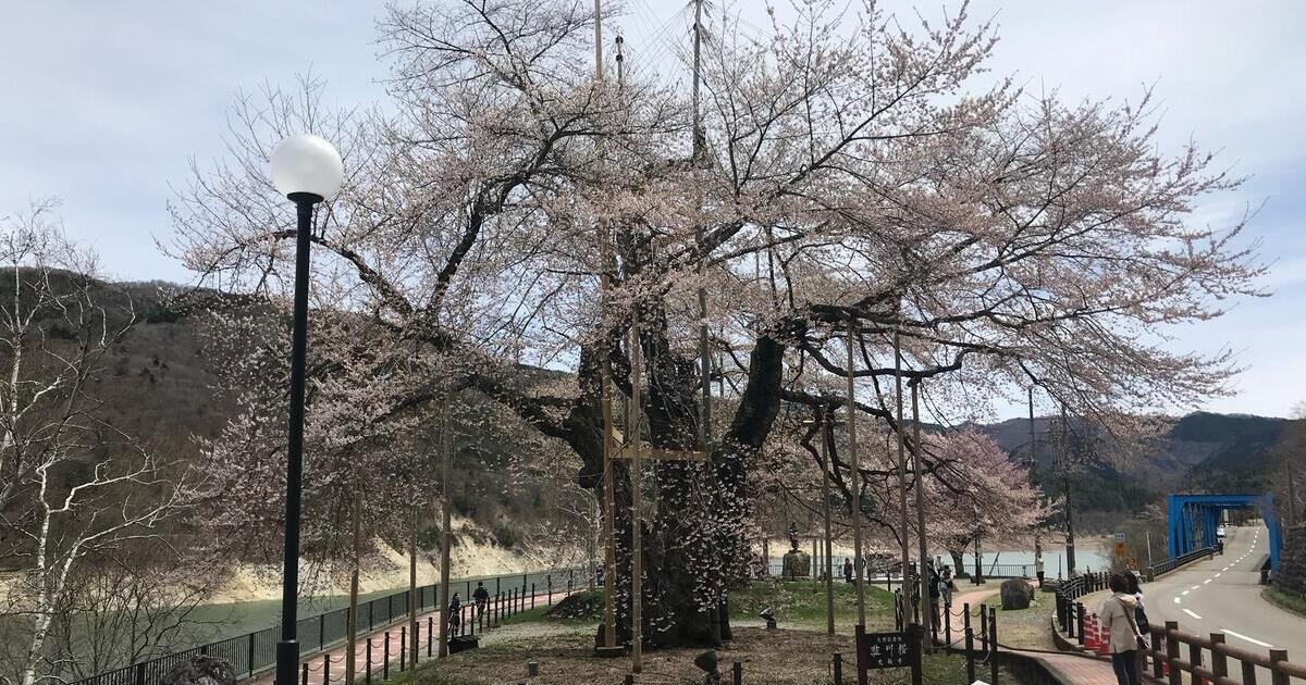高山市の荘川桜