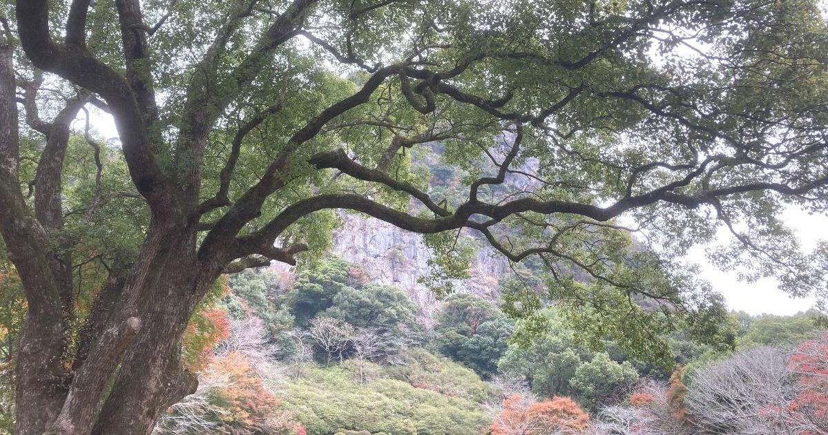 武雄市武雄町、樹齢3,000年以上と言われる地元の神秘的な御神木、武雄の大楠