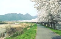 丹波市氷上町　加古川沿いの桜並木風景