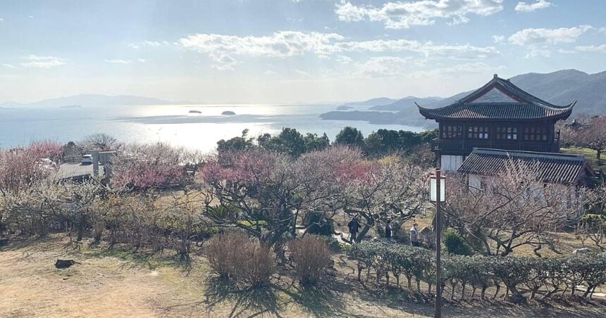 たつの市御津町黒崎、春には約315品種、約1250本もの梅が咲き誇るスポット、世界の梅公園