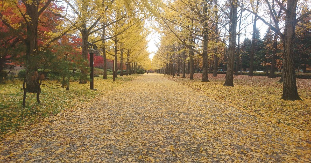 天童市山王、秋になると紅葉が美しく映える、山形県総合運動公園のいちょう並木風景