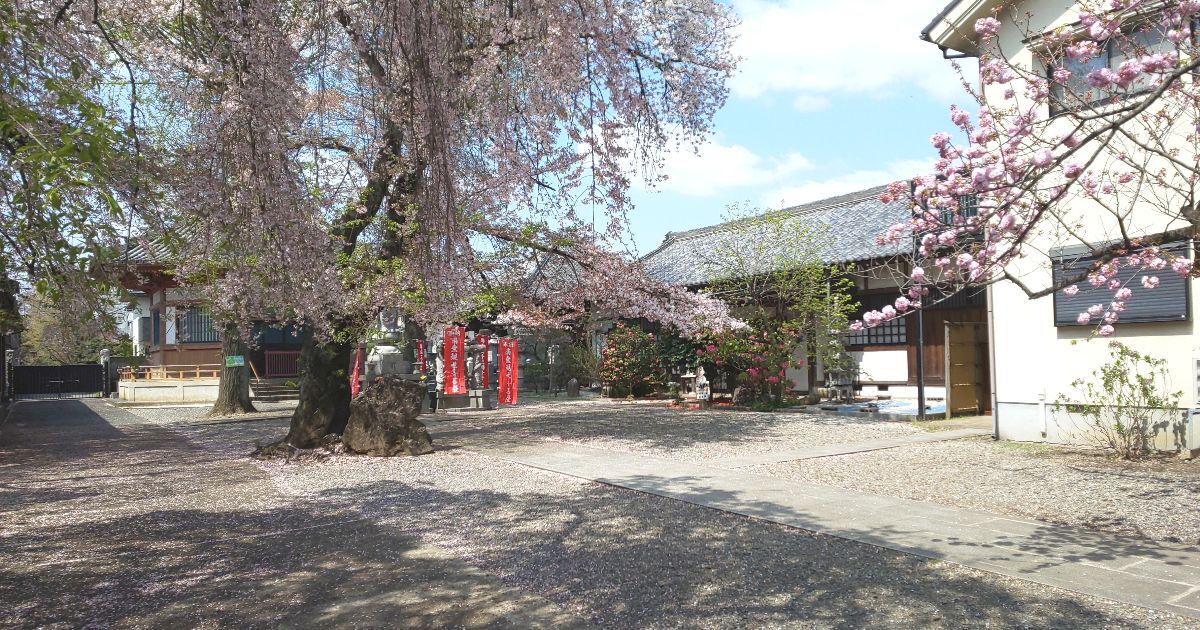 所沢市宮本町、新光寺の境内に咲くしだれ桜の風景