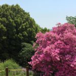 富岡市の市立公園、宮崎公園内に咲くつつじ