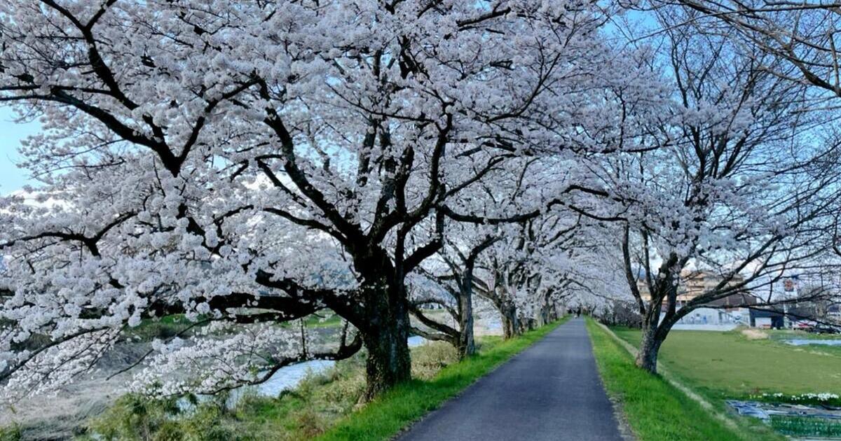 南部町、城山公園・法勝寺川土手の桜