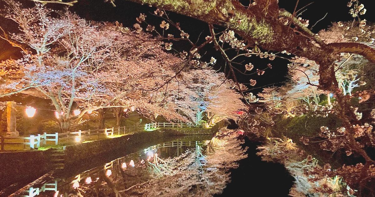 鳥取市鹿野町、鹿野城跡公園で開催される鹿野桜まつり、夜桜の風景