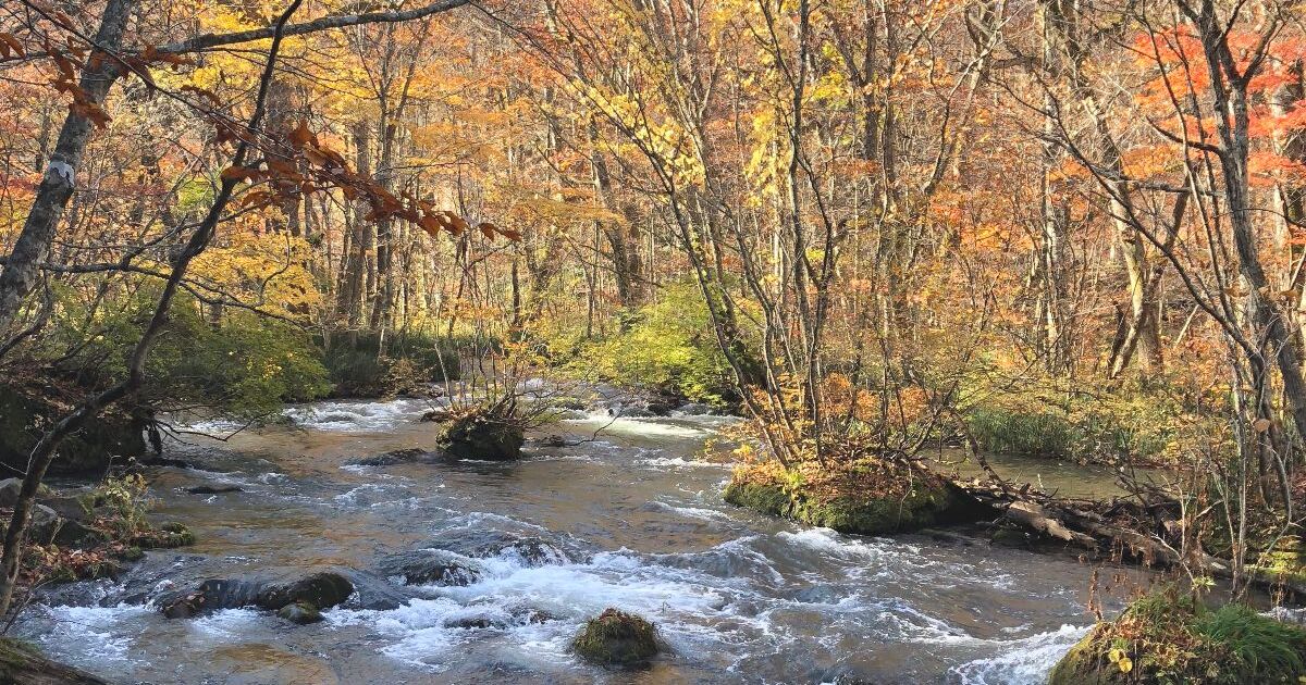 十和田市奥瀬、秋が深まる時期の奥入瀬渓流