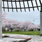 豊橋市牟呂大西町、春には桜も美しく咲く、牟呂大海津公園