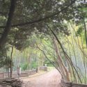 豊中市新千里東町、千里東町公園に残る竹林の風景