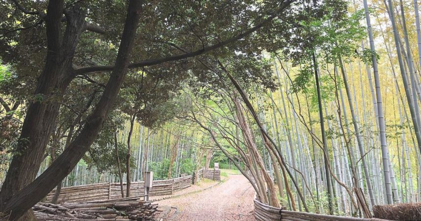 豊中市新千里東町、千里東町公園に残る竹林の風景