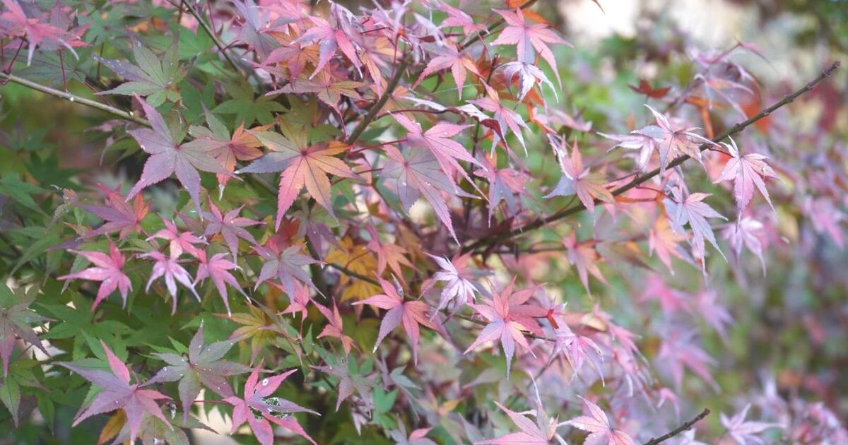 豊田市足助町、秋色に染まっていく香嵐渓の風景