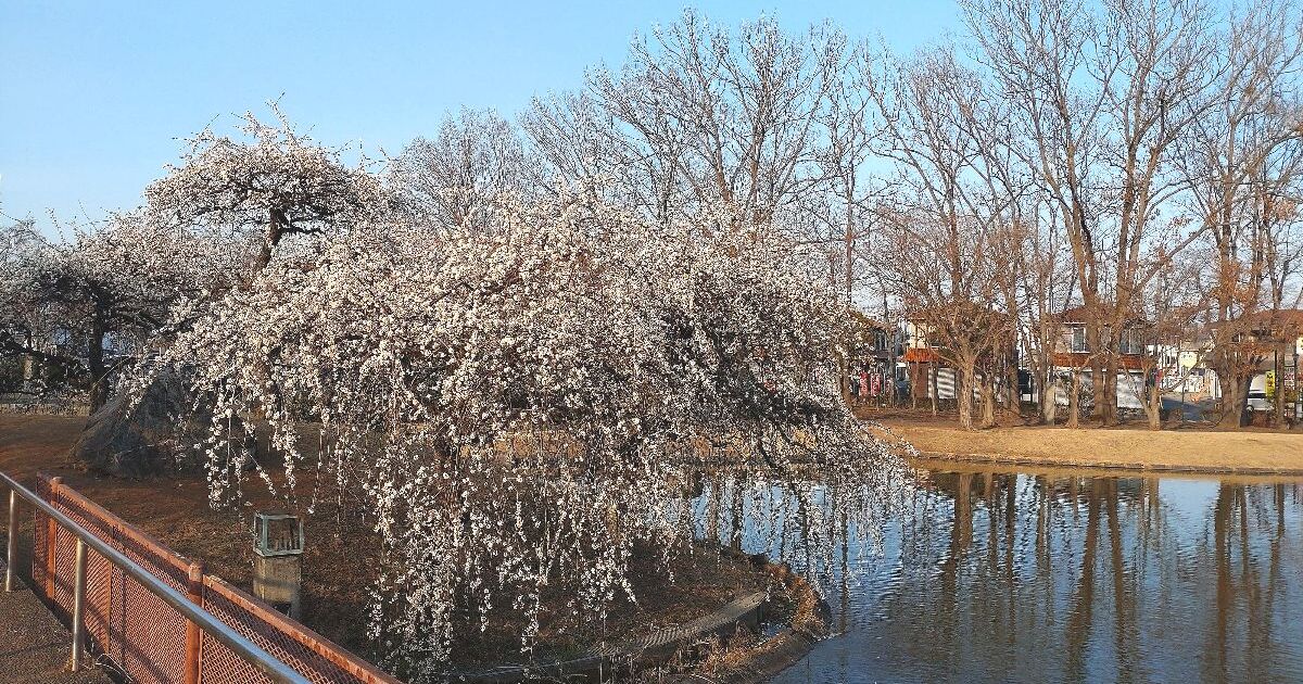 つくば市天久保、松見公園に咲く梅
