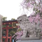 敦賀市曙町、敦賀の街のランドマークとなっている氣比神宮と桜の風景