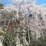 敦賀市常宮、地元では安産の神様として親しまれている常宮神社の桜風景