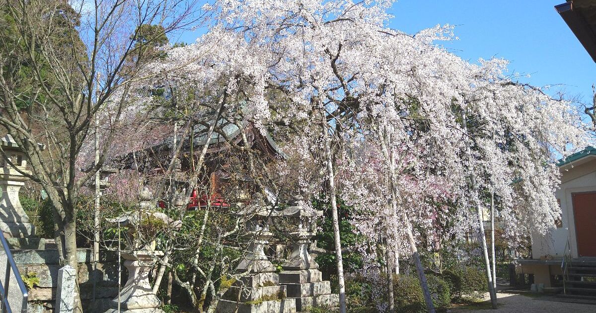 敦賀市常宮、地元では安産の神様として親しまれている常宮神社の桜風景