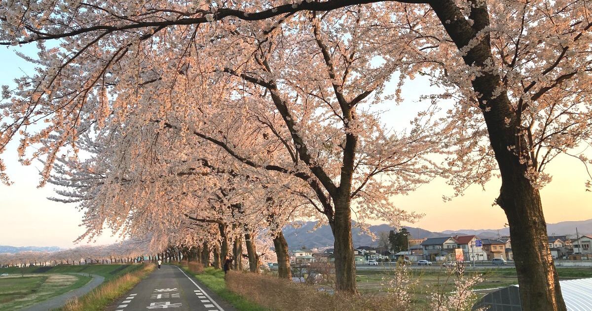 鶴岡市内を流れる赤川、約300本の桜が咲く並木道の風景