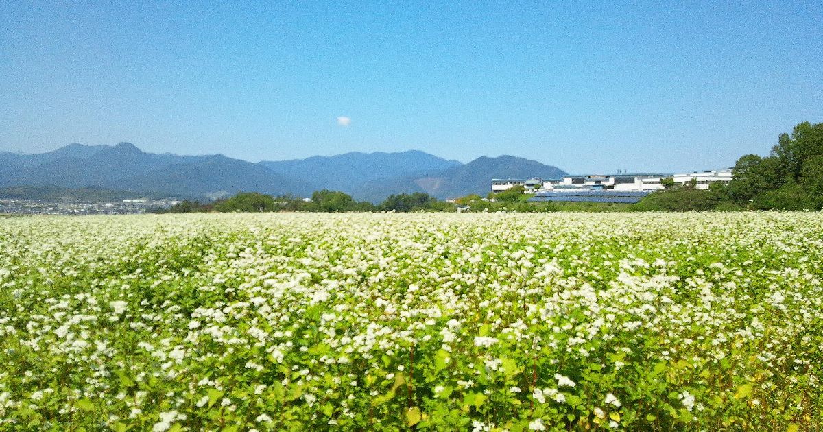 上田市富士山、東山観光農園に咲くそばの花