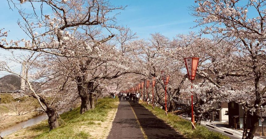 雲南市、日本さくら名所100選にも選ばれた斐伊川堤防桜並木