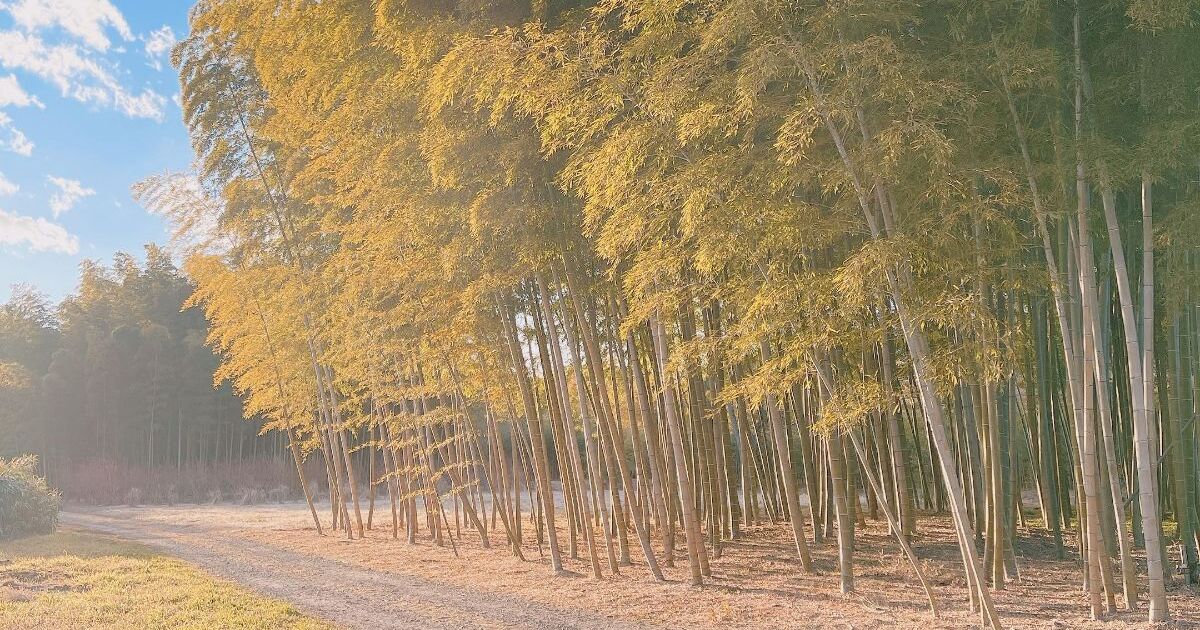 宇都宮市宝木本町、若竹の杜 若山農場の竹林風景